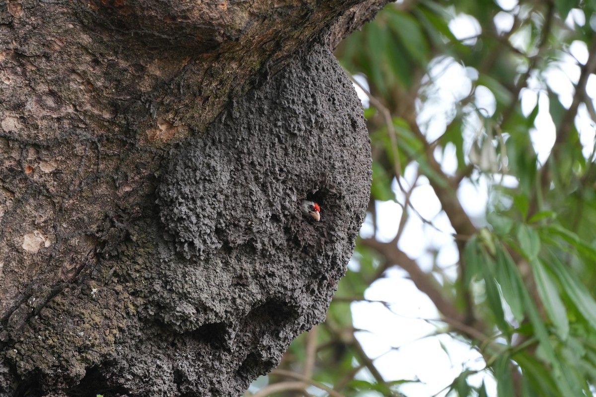 Black-backed Barbet - ML628673895