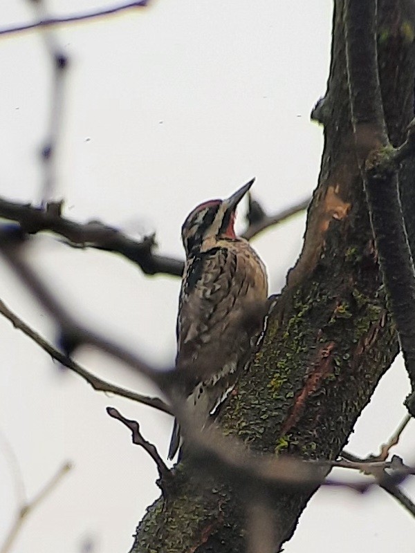 Yellow-bellied Sapsucker - ML628673954