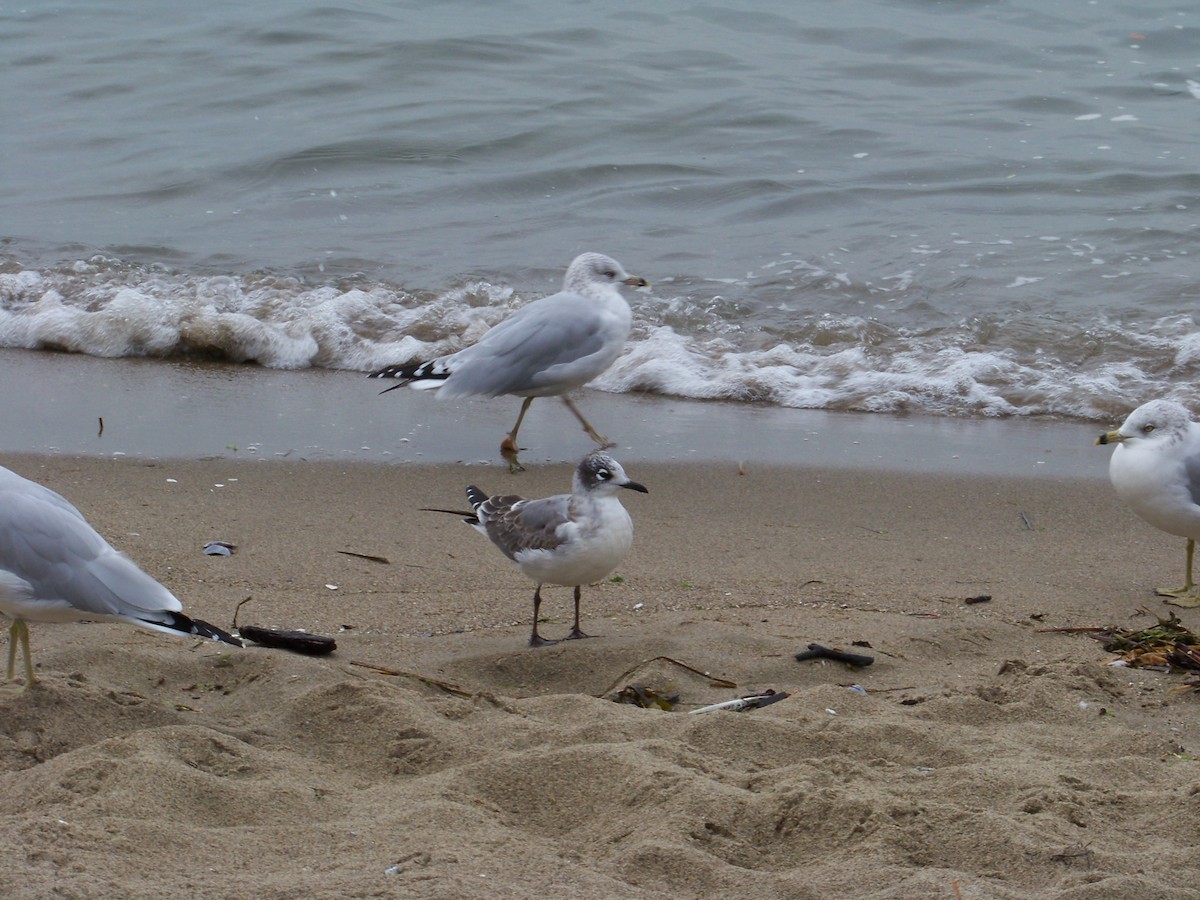 Franklin's Gull - ML628673965
