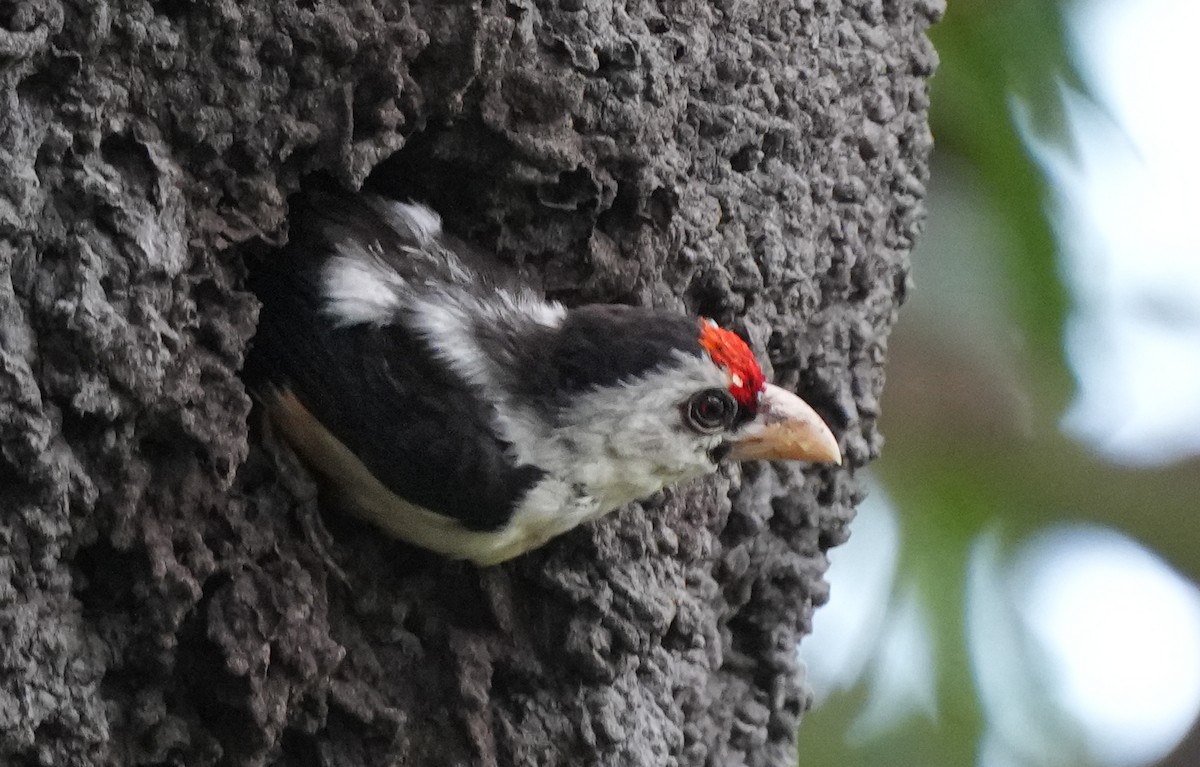 Black-backed Barbet - ML628673967