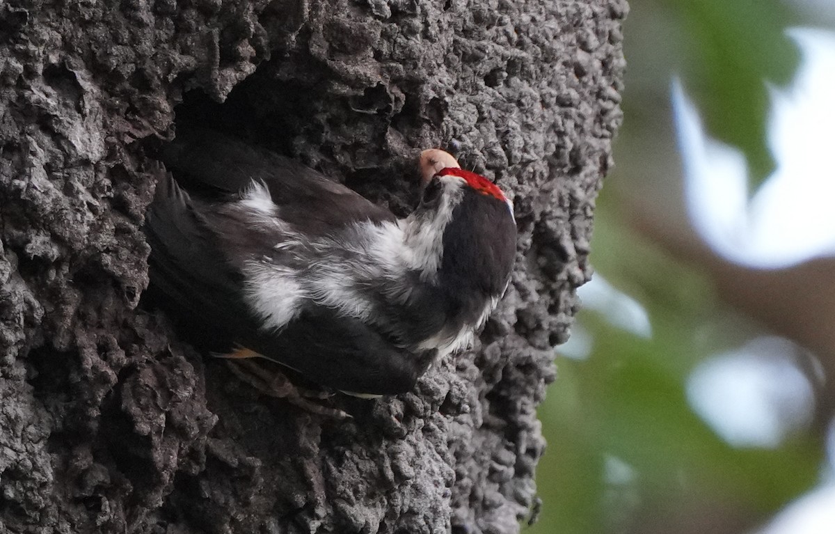 Black-backed Barbet - ML628673968