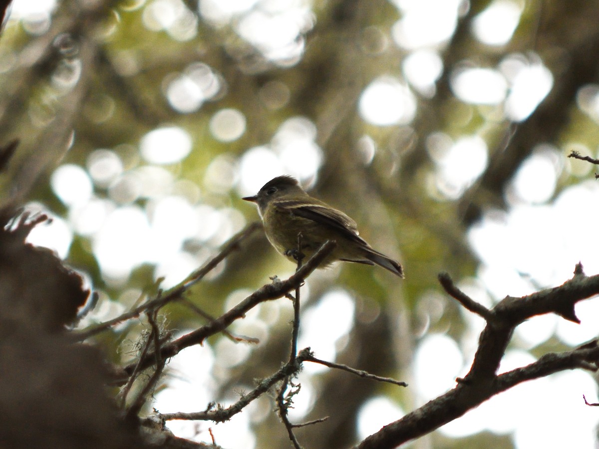Hammond's Flycatcher - ML628673974