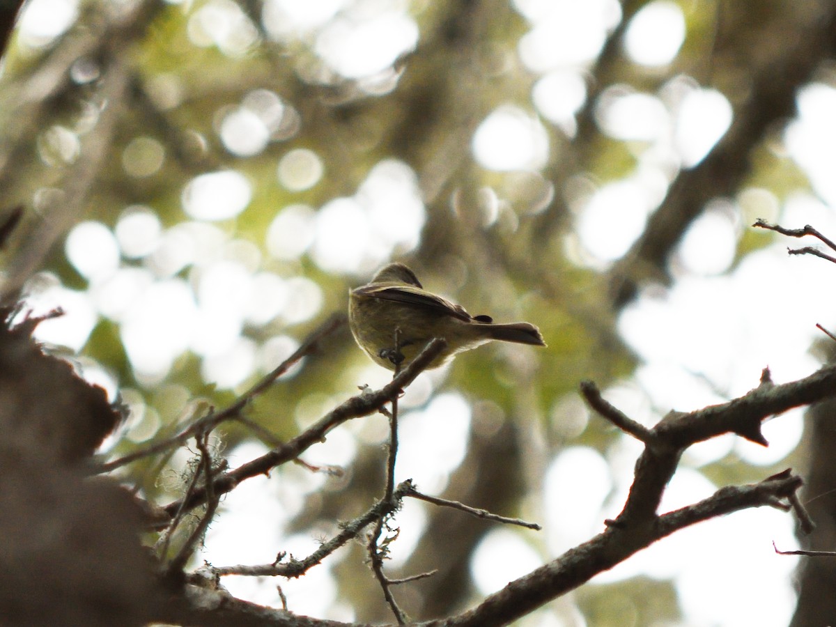 Hammond's Flycatcher - ML628673975
