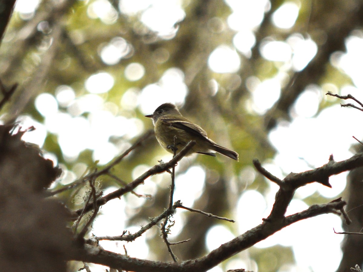 Hammond's Flycatcher - ML628673977