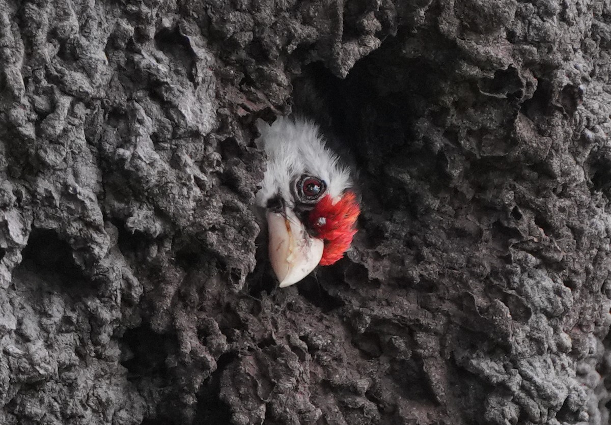 Black-backed Barbet - ML628673980