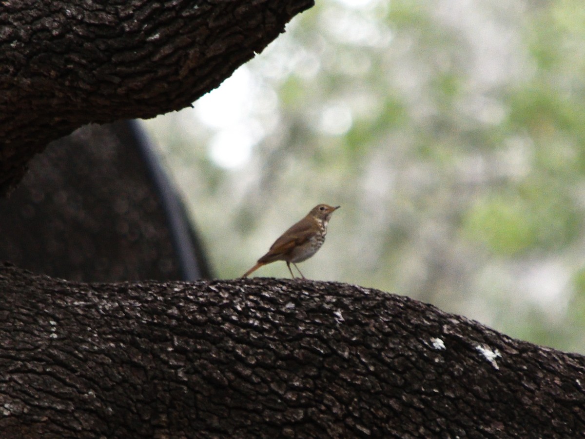 Hermit Thrush - ML628673988