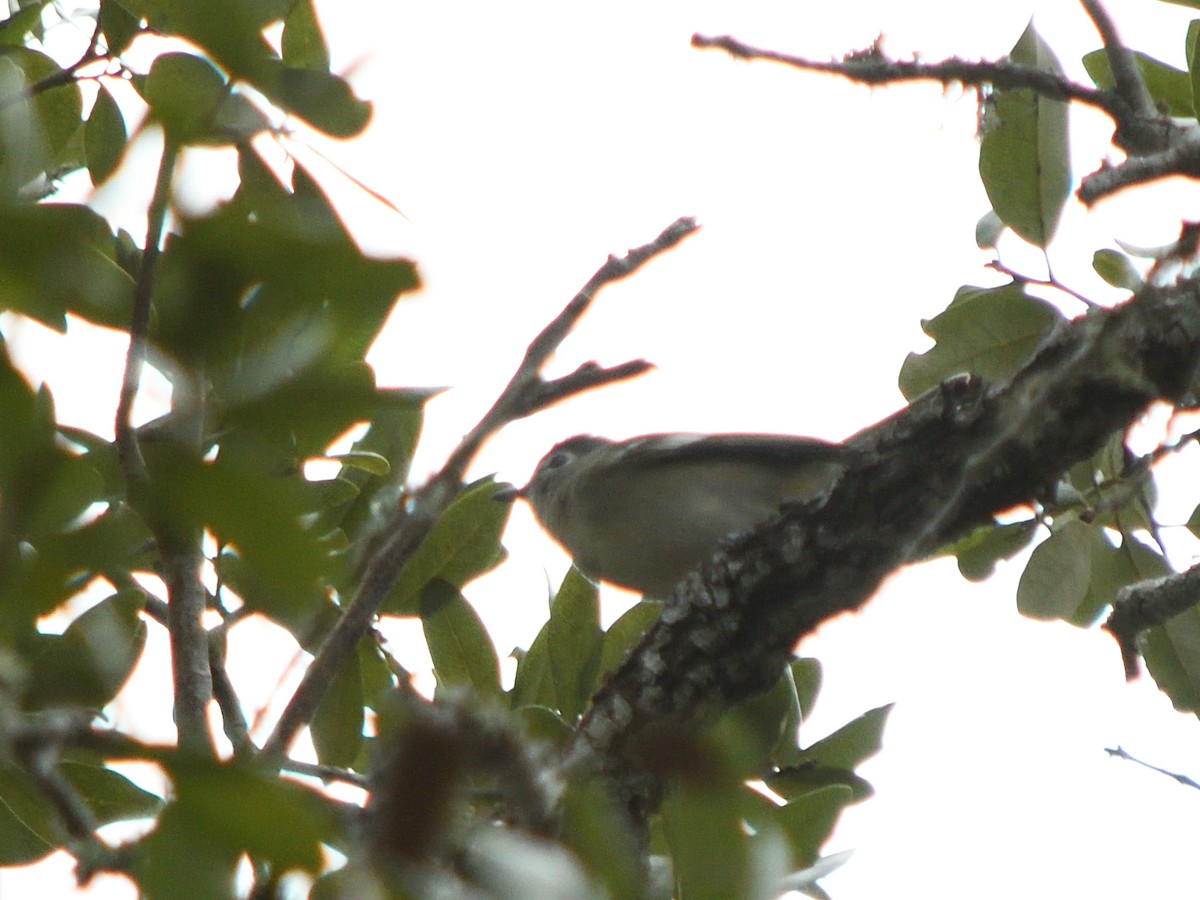 Plumbeous Vireo - ML628674014