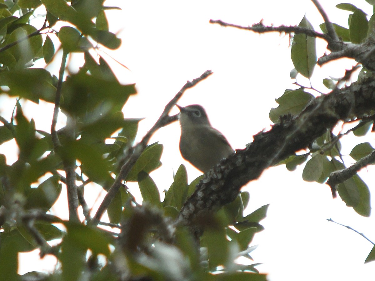 Plumbeous Vireo - ML628674015
