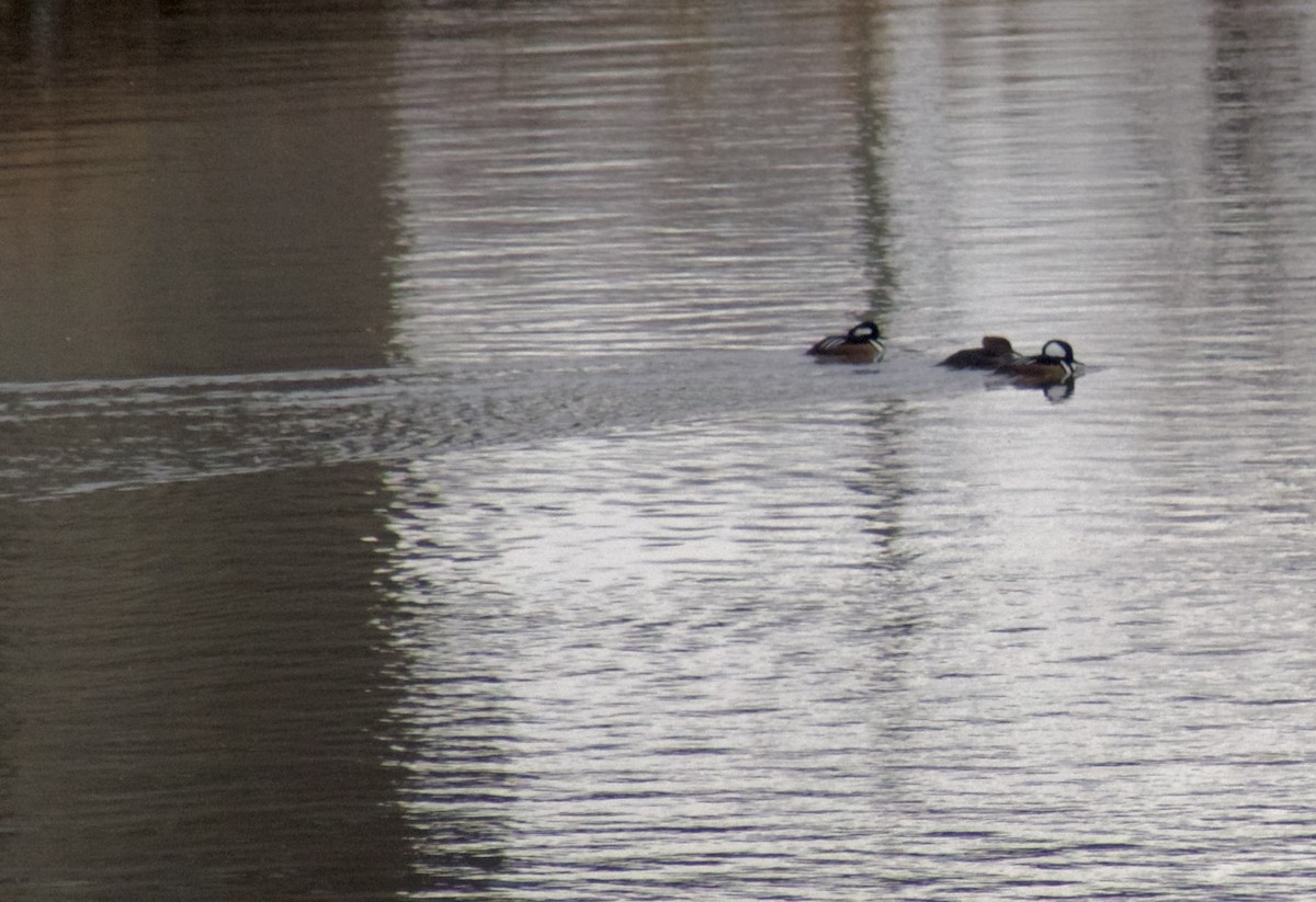 Hooded Merganser - ML628674050