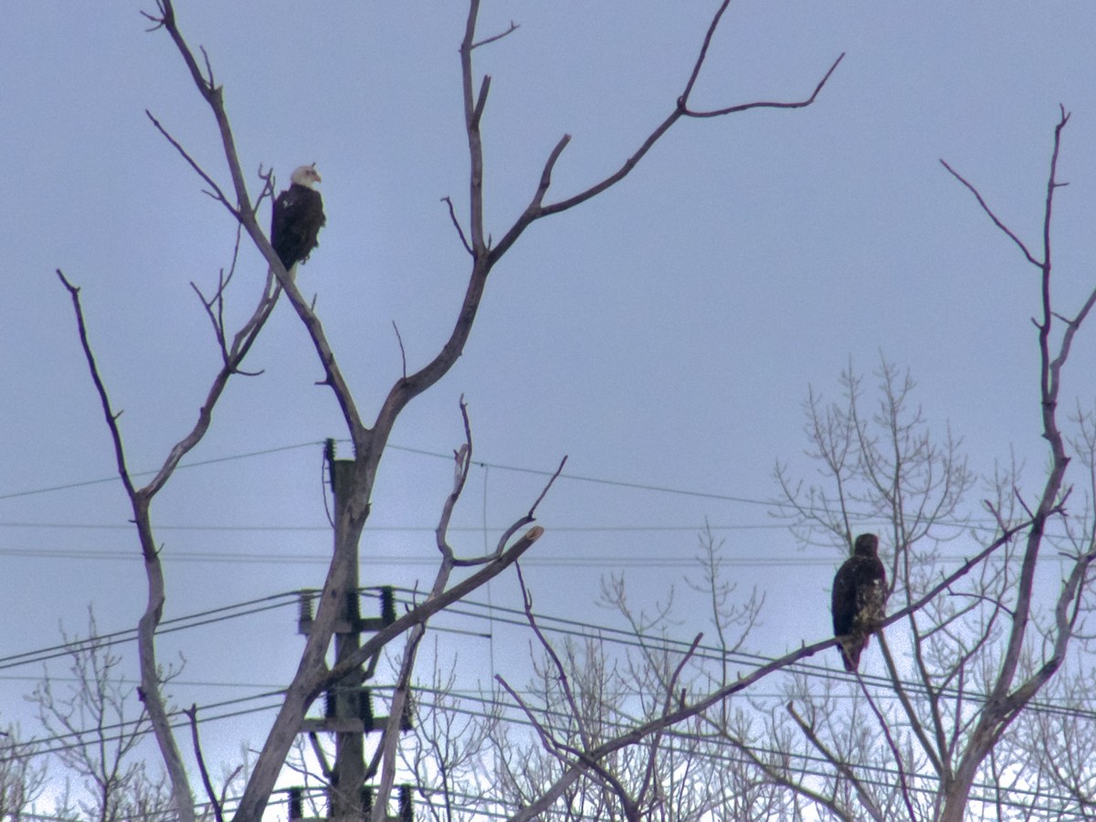 Bald Eagle - ML628674052