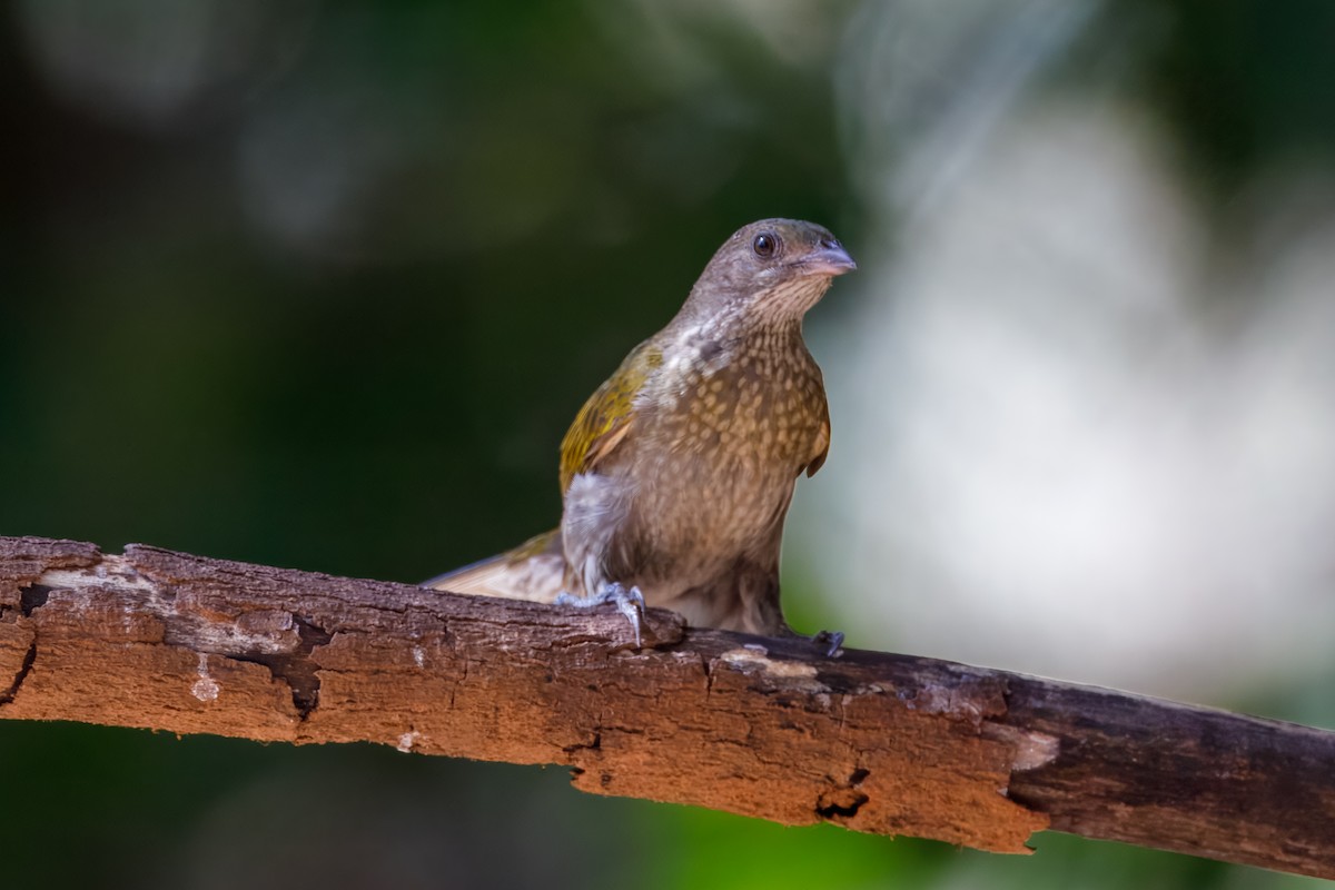 Spotted Honeyguide - ML628674107