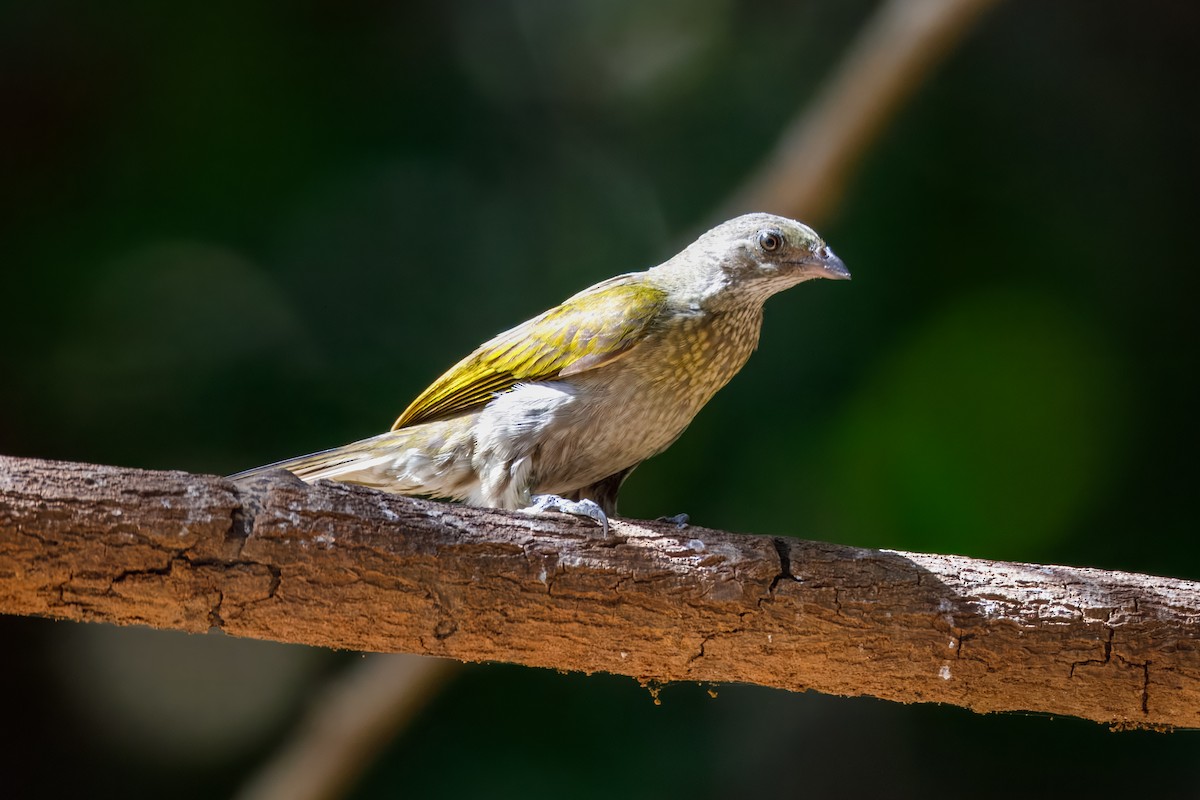 Spotted Honeyguide - ML628674109