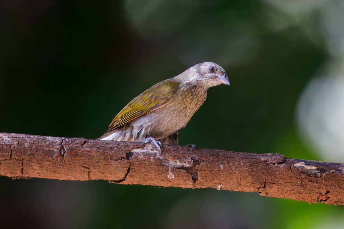 Spotted Honeyguide - ML628674110