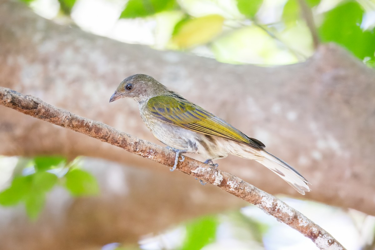 Spotted Honeyguide - ML628674111