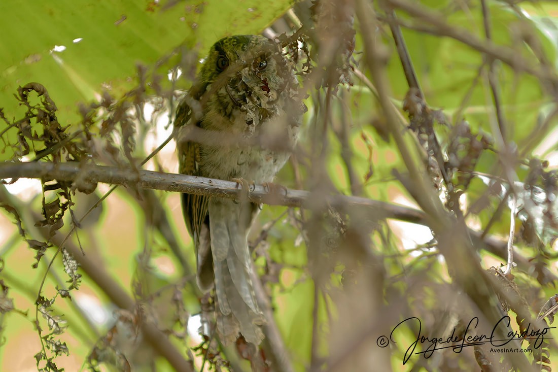 Mountain Owlet-nightjar - ML628674262