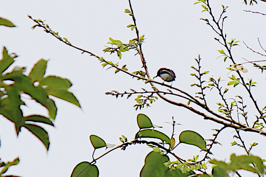 West African Batis - ML628674307