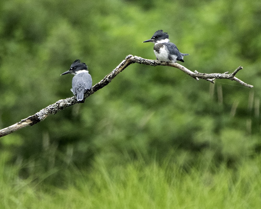 Belted Kingfisher - ML62867441