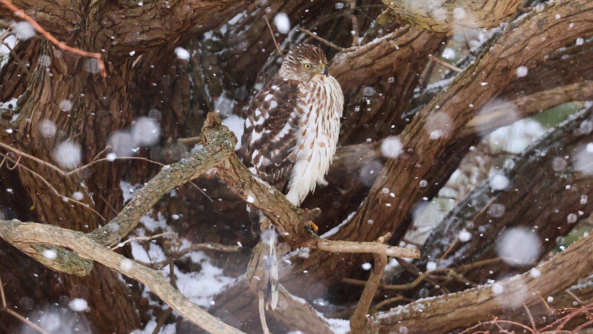 クーパーハイタカ - ML628674481