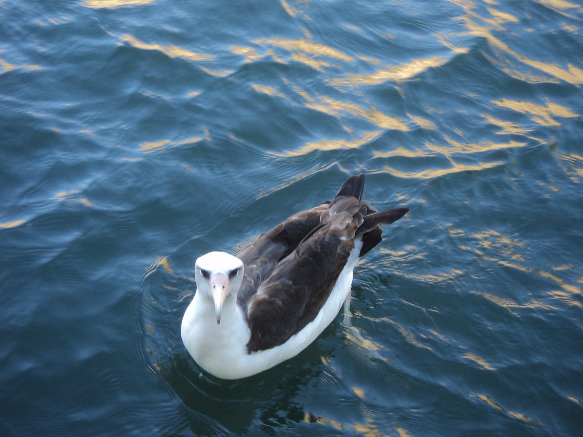 Laysan Albatross - ML628674503