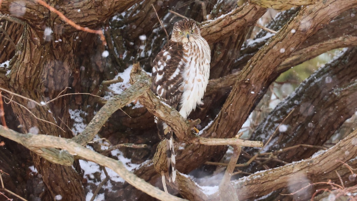 クーパーハイタカ - ML628674524