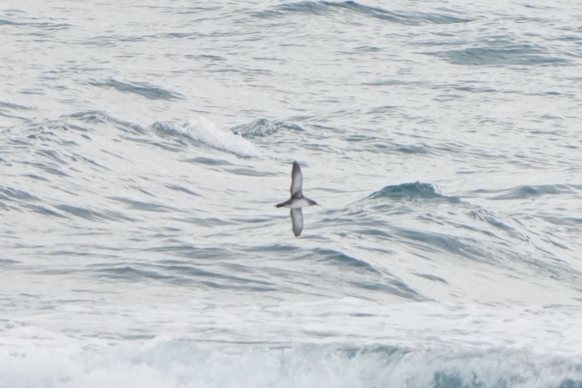 Balearic Shearwater - ML628675206