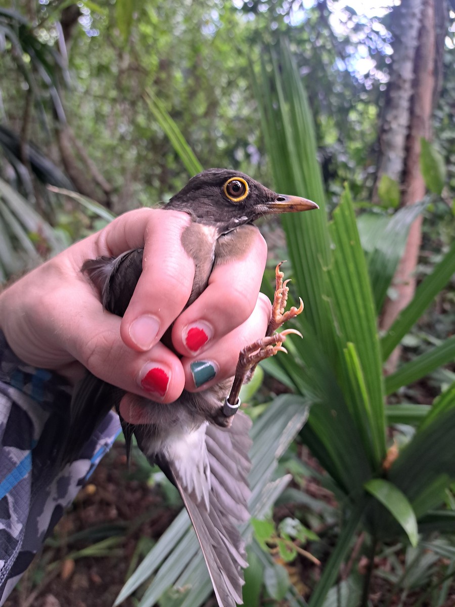 White-throated Thrush (White-throated) - ML628675492