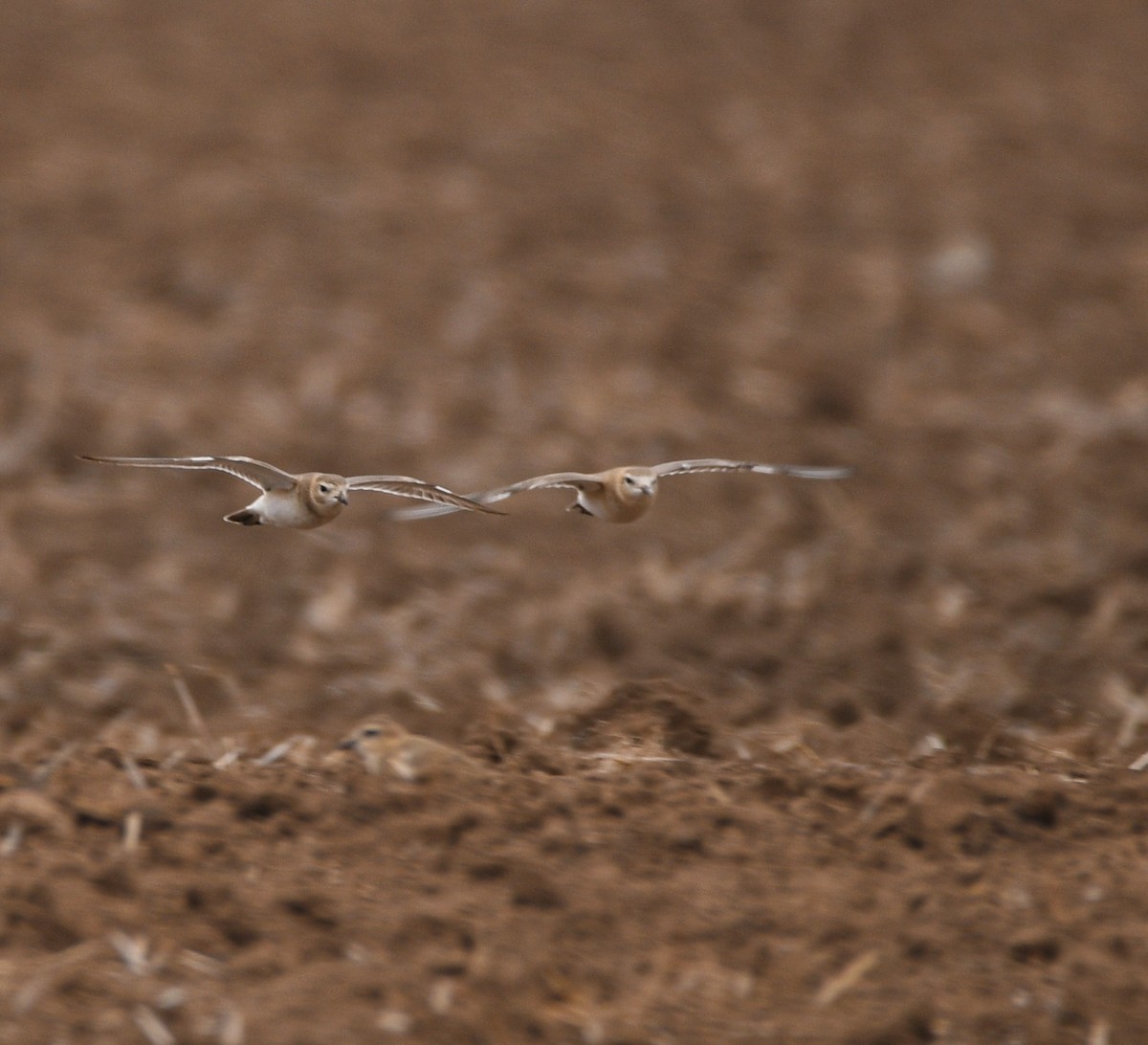 Mountain Plover - ML628675613