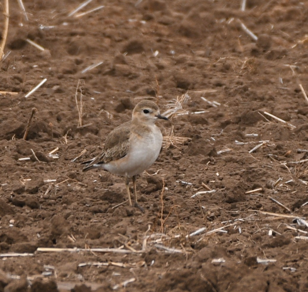 Mountain Plover - ML628675614
