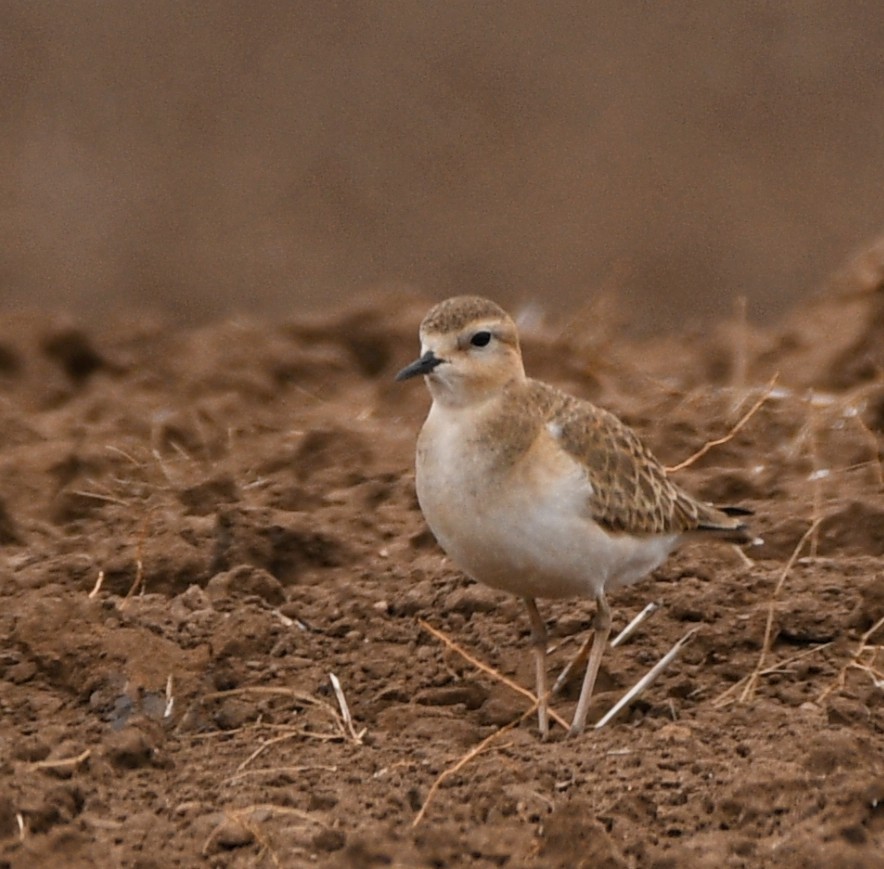 Mountain Plover - ML628675615