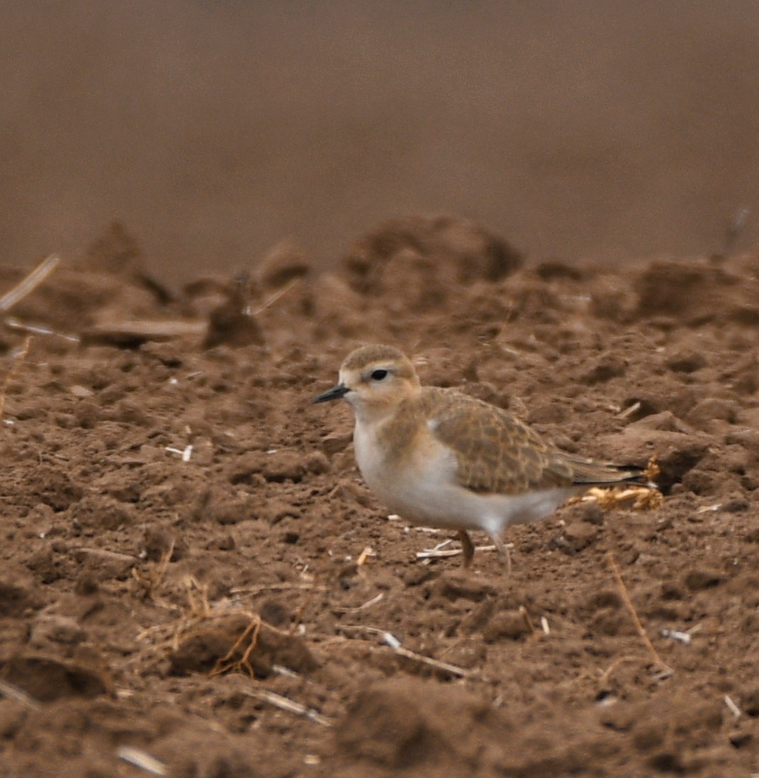 Mountain Plover - ML628675616