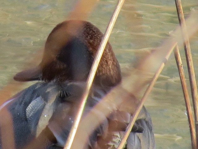 Green-winged Teal (American) - ML628675937