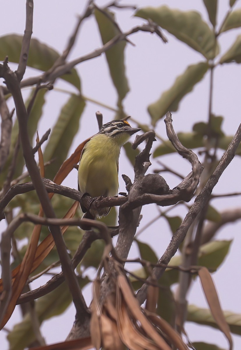 Yellow-fronted Tinkerbird - ML628675938