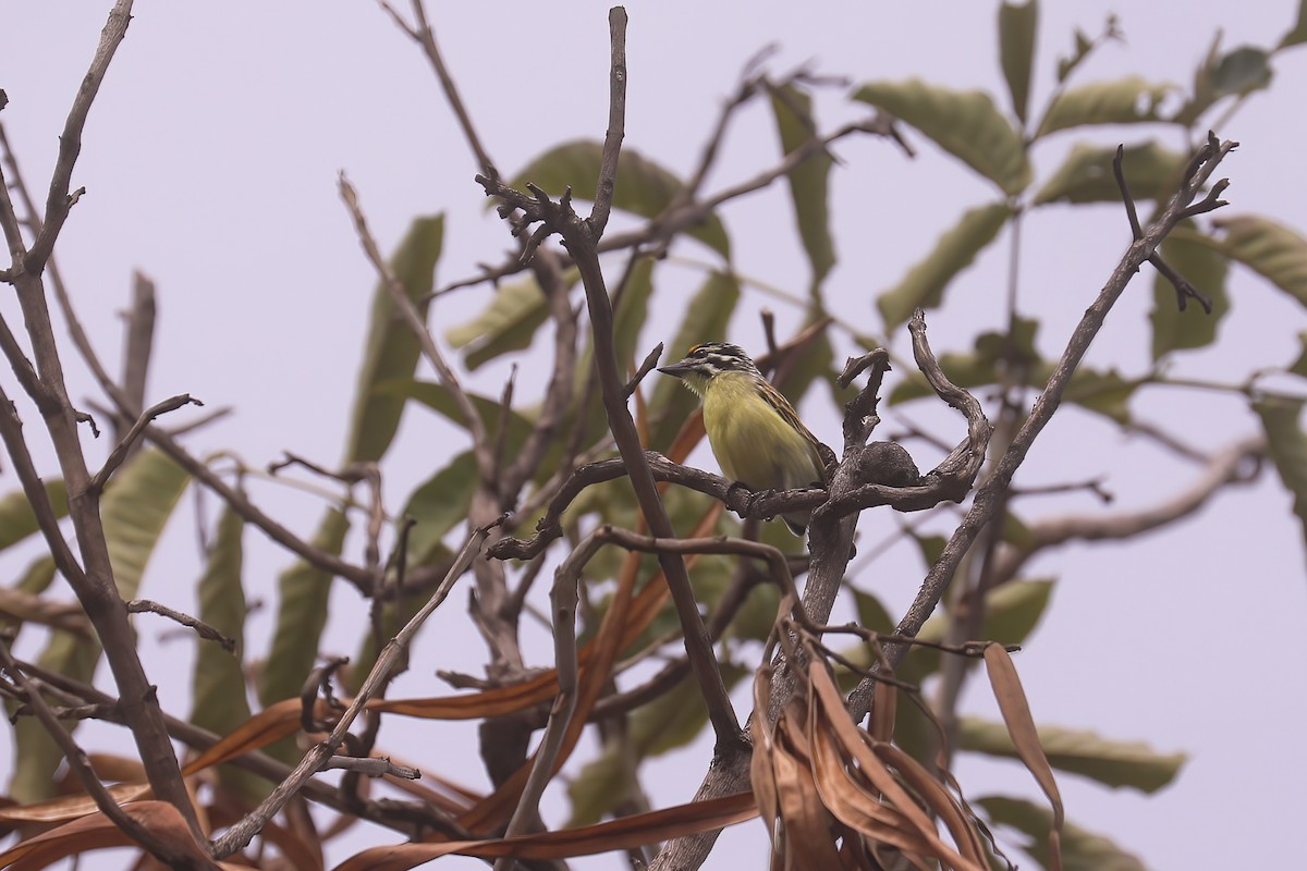 Yellow-fronted Tinkerbird - ML628675939