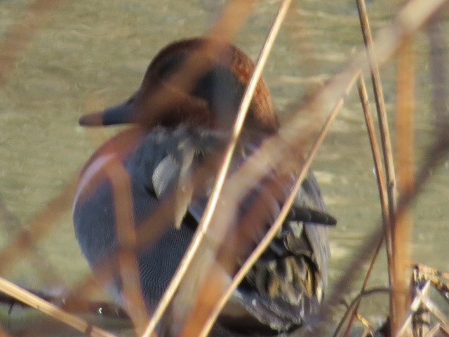 Green-winged Teal (American) - ML628675953