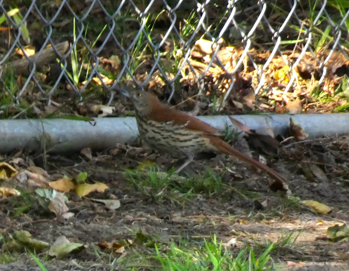 Brown Thrasher - ML628675994