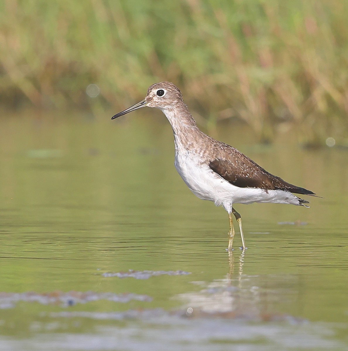 Solitary Sandpiper - ML628676071