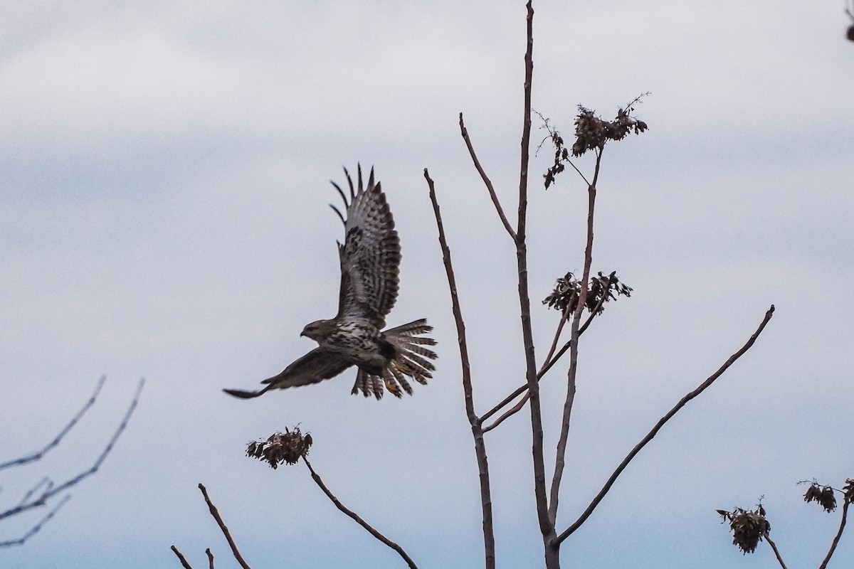 Common Buzzard - ML628676099