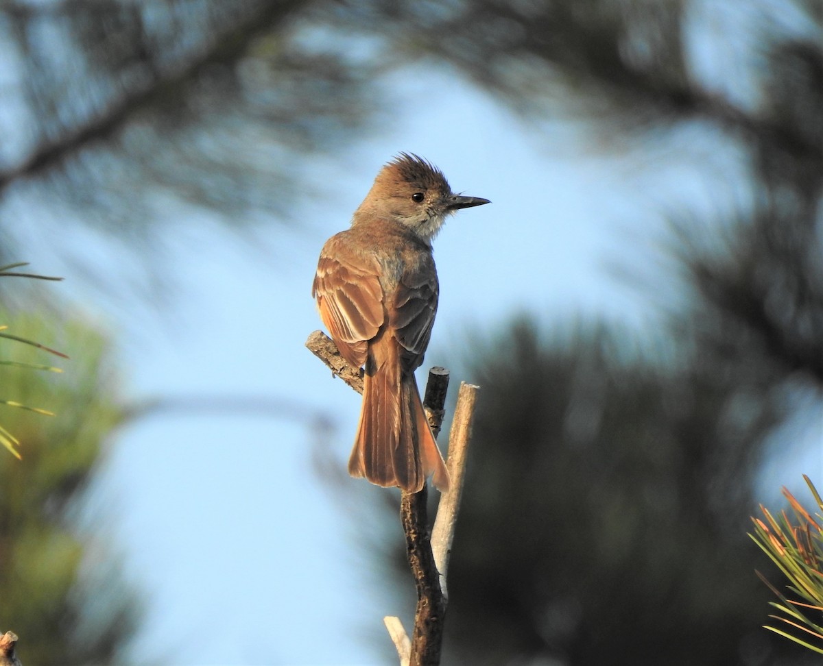 Ash-throated Flycatcher - ML628676104