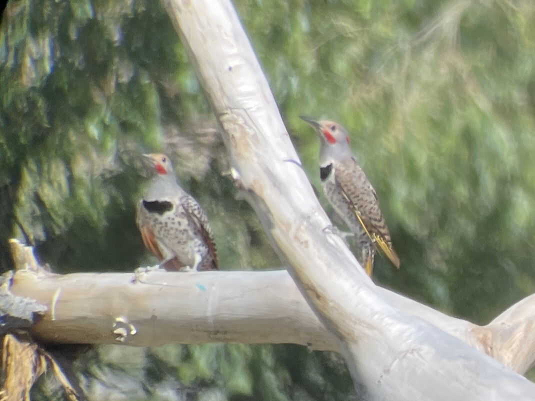 Northern Flicker (Yellow-shafted x Red-shafted) - ML628676496