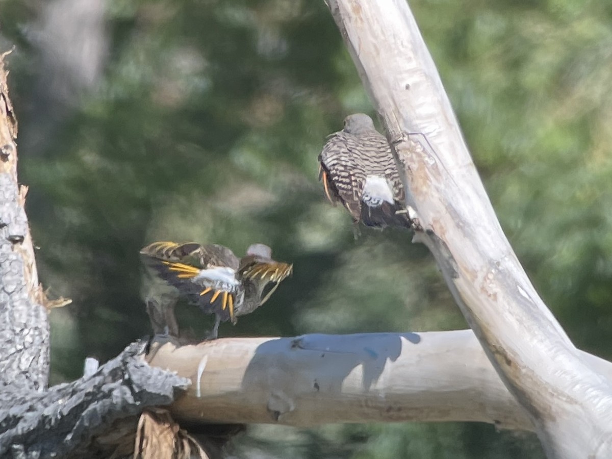 Northern Flicker (Yellow-shafted x Red-shafted) - ML628676497