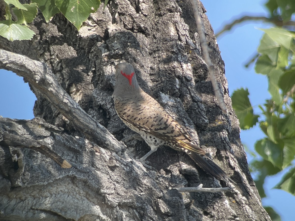 Northern Flicker (Yellow-shafted x Red-shafted) - ML628676587
