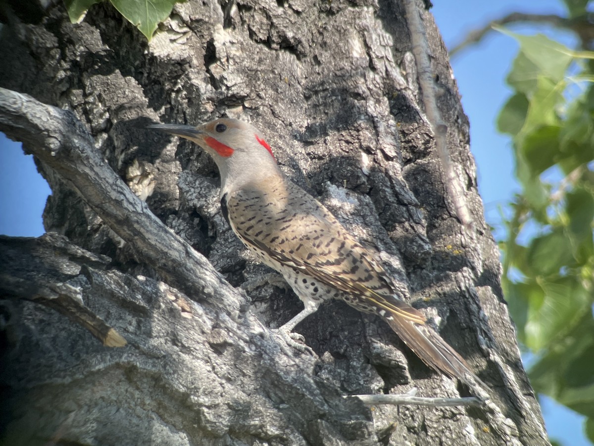 Northern Flicker (Yellow-shafted x Red-shafted) - ML628676588