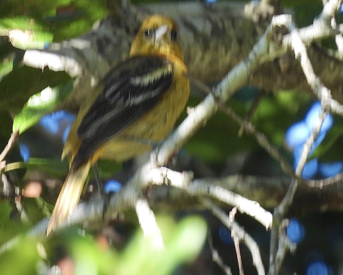 Baltimore Oriole - ML628676649