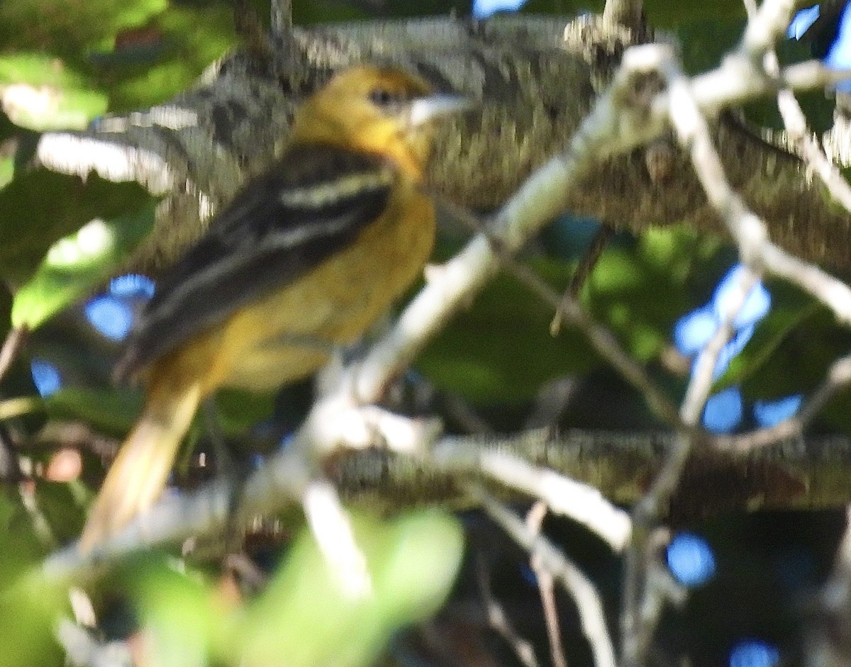 Baltimore Oriole - ML628676650