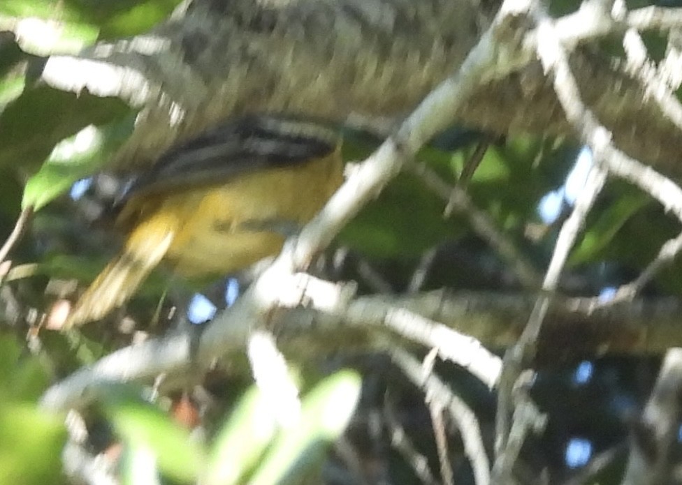 Baltimore Oriole - ML628676651