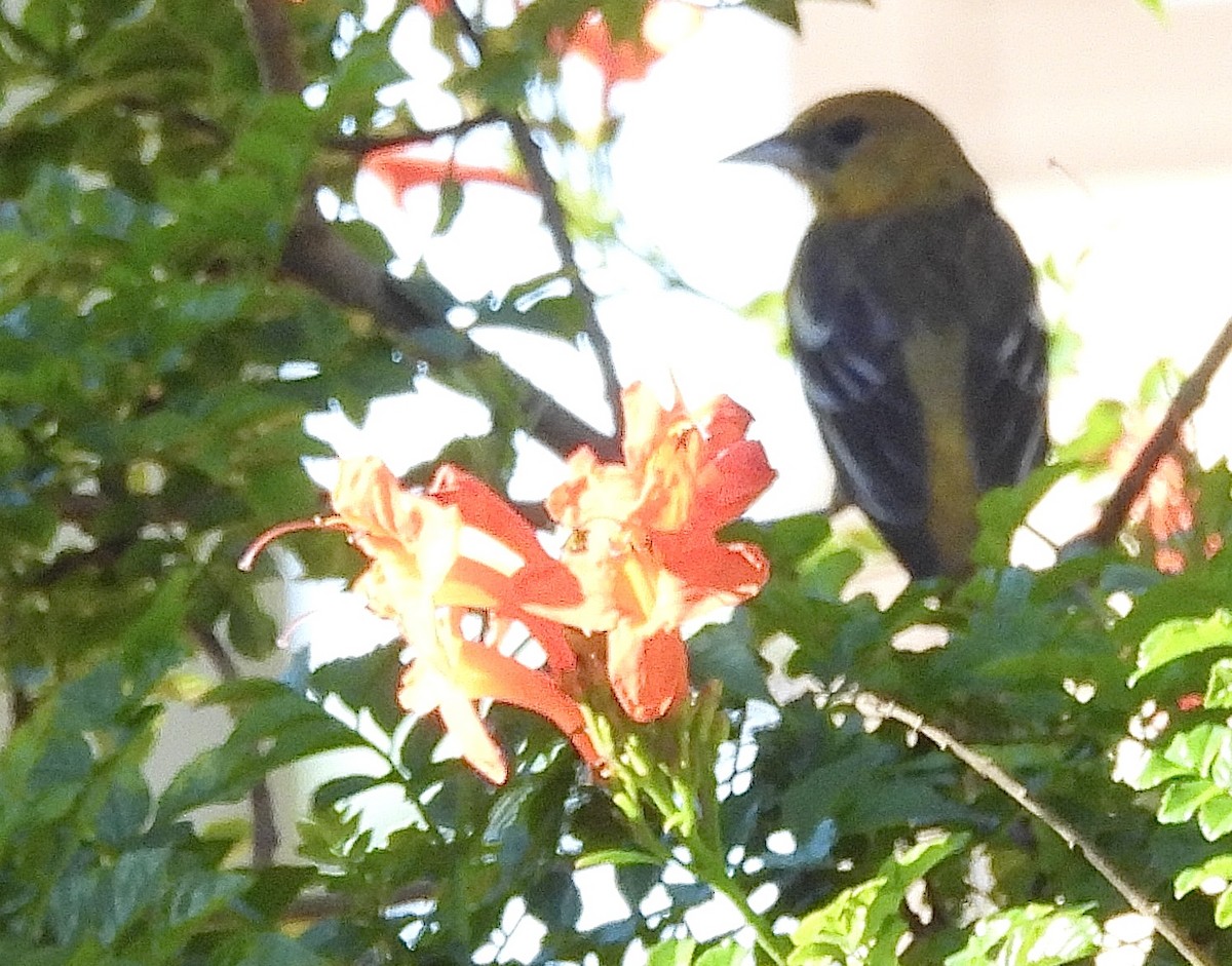 Baltimore Oriole - ML628676653