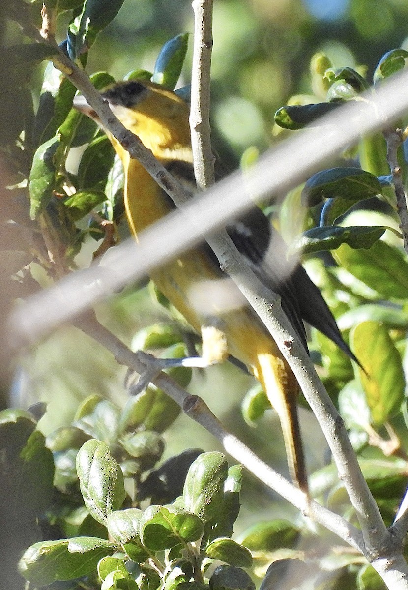 Baltimore Oriole - ML628676673