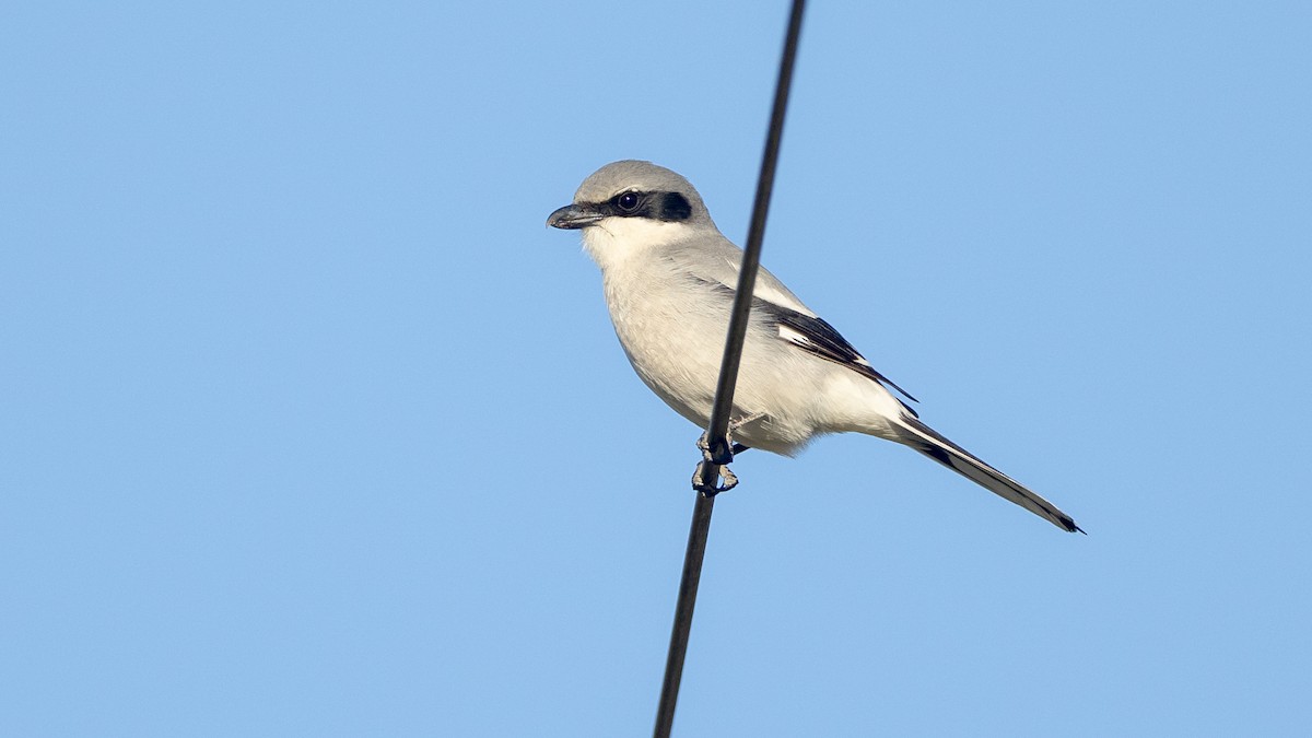 Loggerhead Shrike - ML628676729