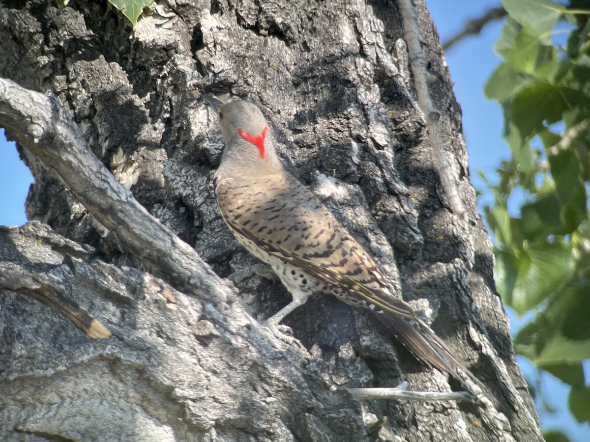 Northern Flicker (Yellow-shafted x Red-shafted) - ML628676734