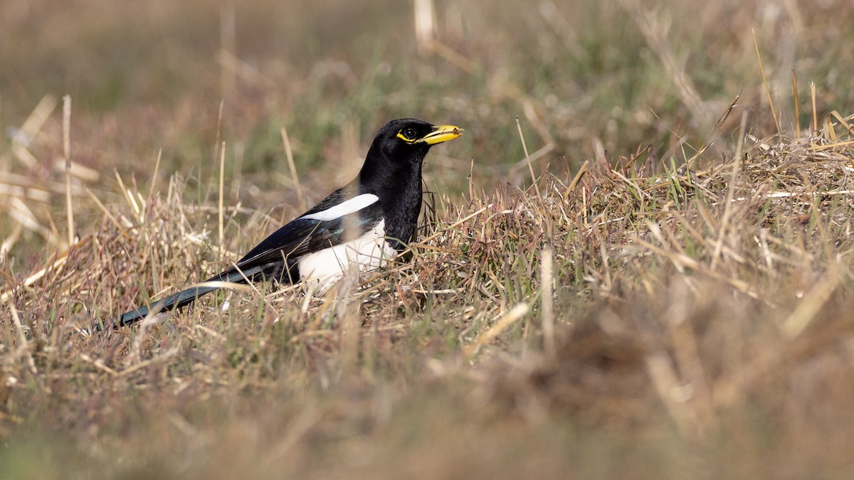 Yellow-billed Magpie - ML628676762